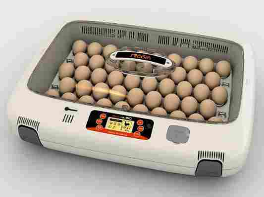 Quali sono le migliori incubatrici per uova?